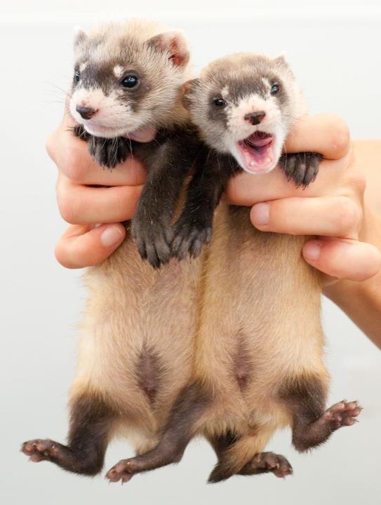 How To Care For Baby Ferrets The Ferret Den
