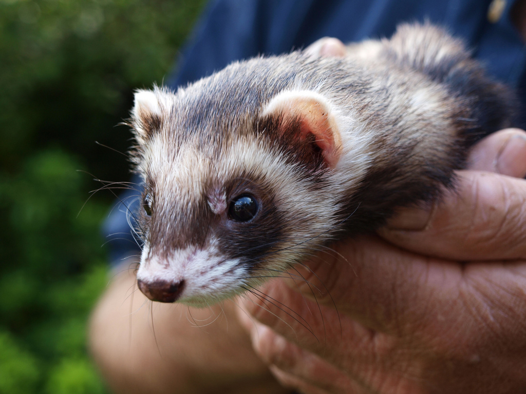 How To Care For Baby Ferrets The Ferret Den